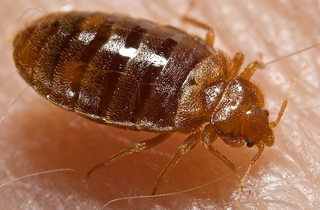 Expert Edmonton Bed Bug Exterminator