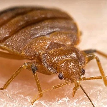 Cockroach Head